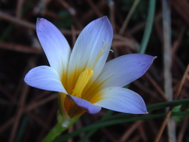 Romulea bulbocodium e Crocus biflorus